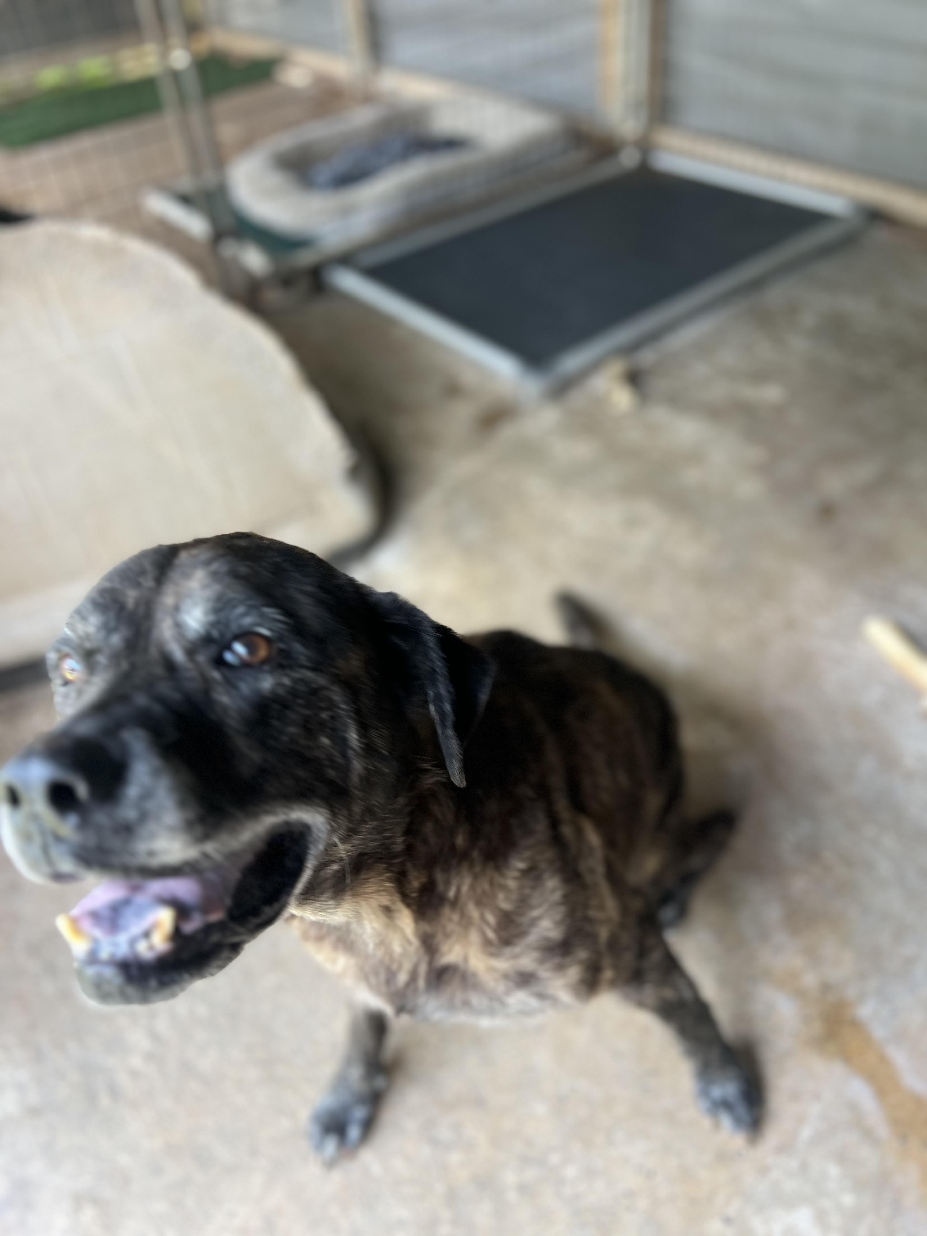 Enlarge Goku, a Adoptable mixed breed image 3/6