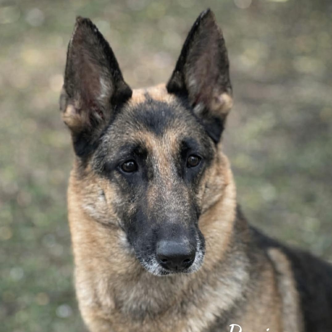 Enlarge Regina, an adopted German Shepherd Dog in Erie, PA image 3/5