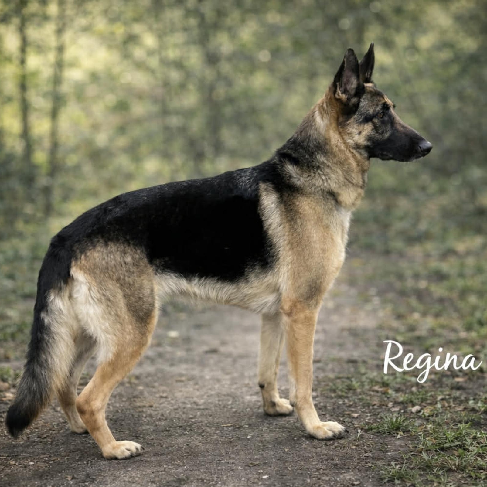 Enlarge Regina, an adopted German Shepherd Dog in Erie, PA image 5/5