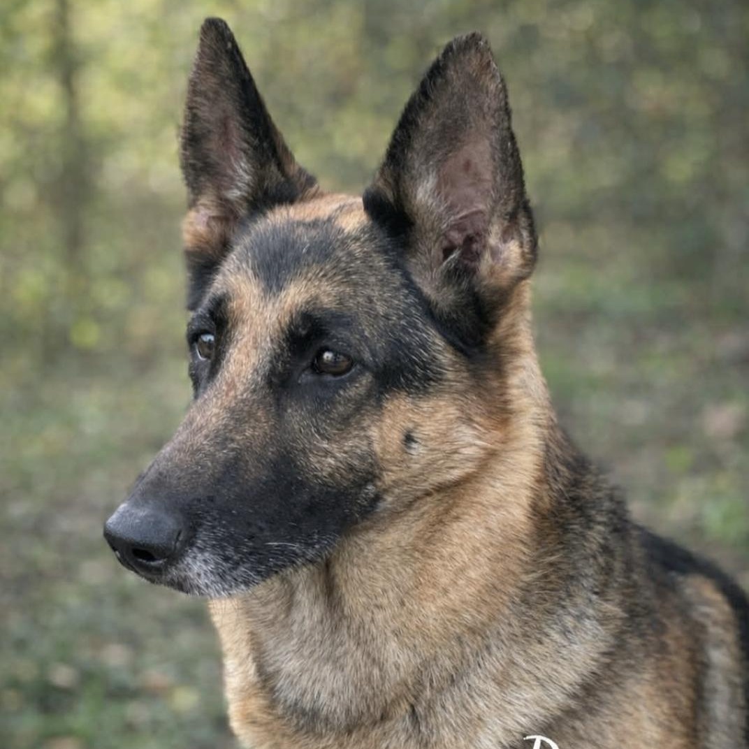 Enlarge Regina, an adopted German Shepherd Dog in Erie, PA image 4/5