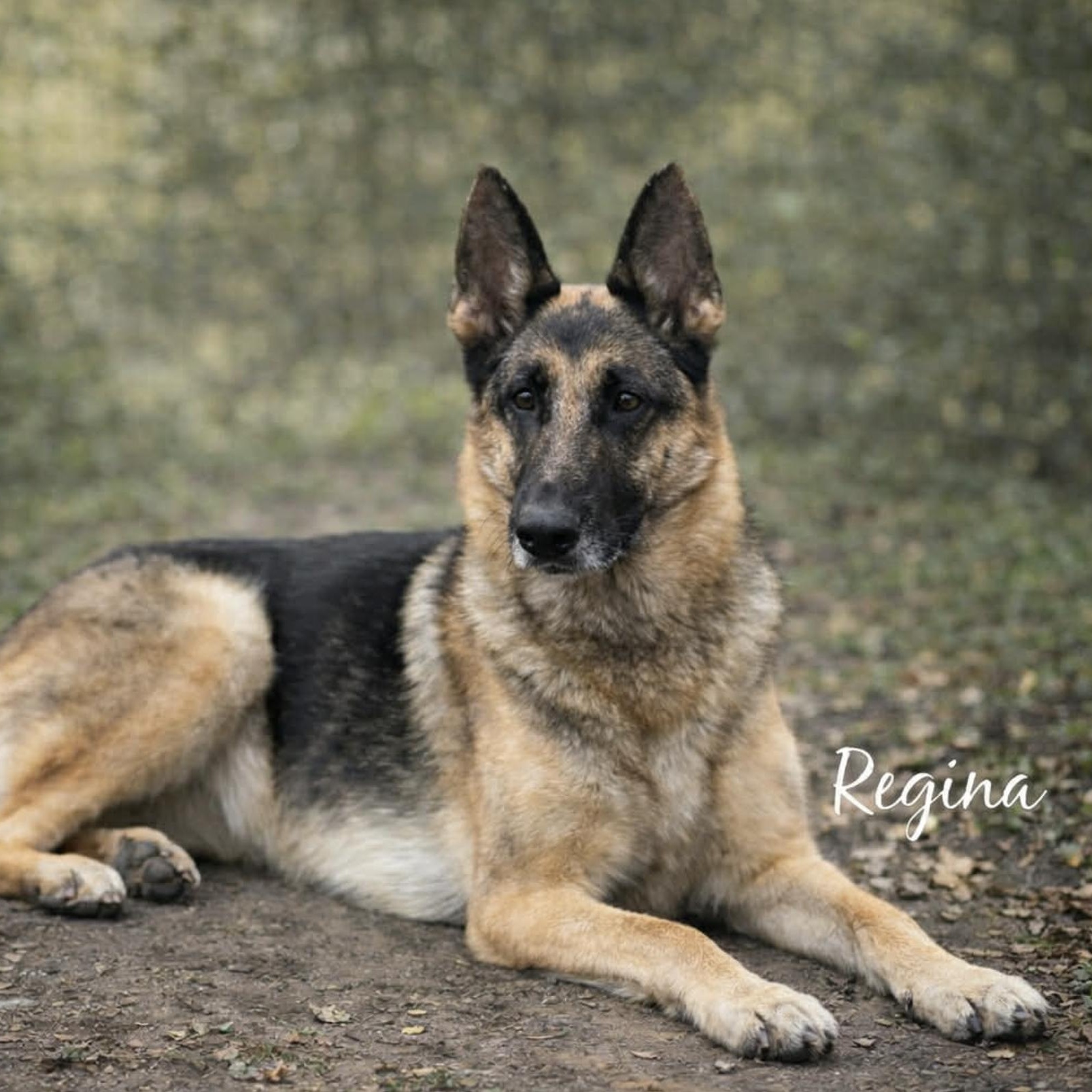 Enlarge Regina, an adopted German Shepherd Dog in Erie, PA image 2/5