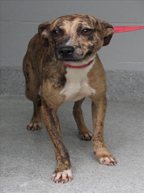 CACTUS, Adoptable, Young Male Catahoula Leopard Dog.