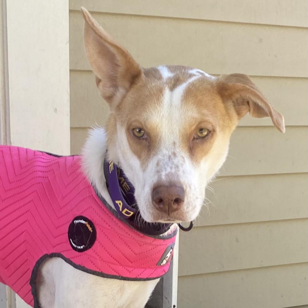 Enlarge Rosie, a Adoptable mixed breed in San Antonio, TX image 1/5