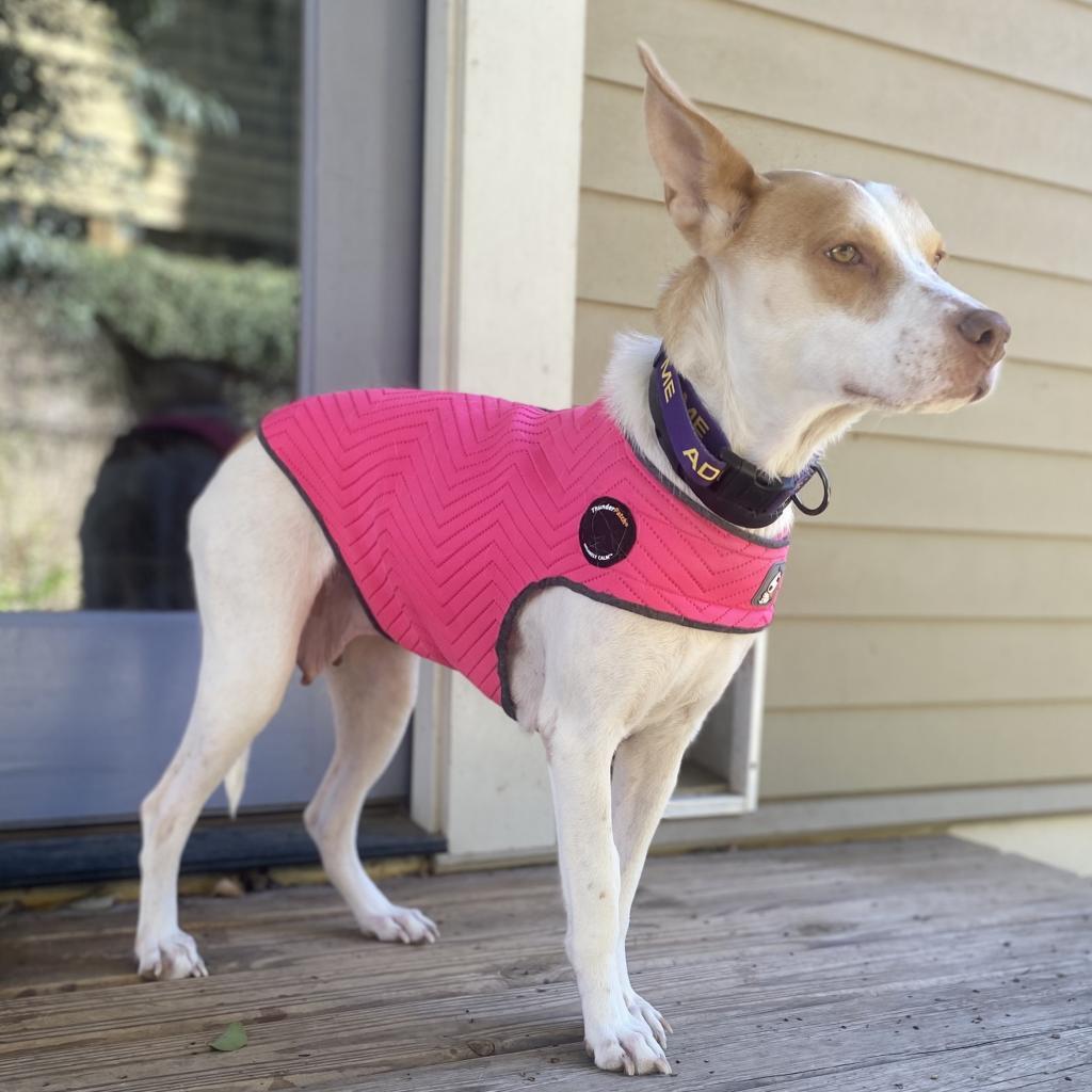 Enlarge Rosie, a Adoptable mixed breed in San Antonio, TX image 2/5