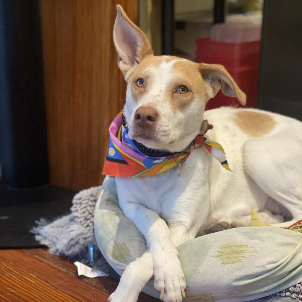Enlarge Rosie, a Adoptable mixed breed in San Antonio, TX image 3/5