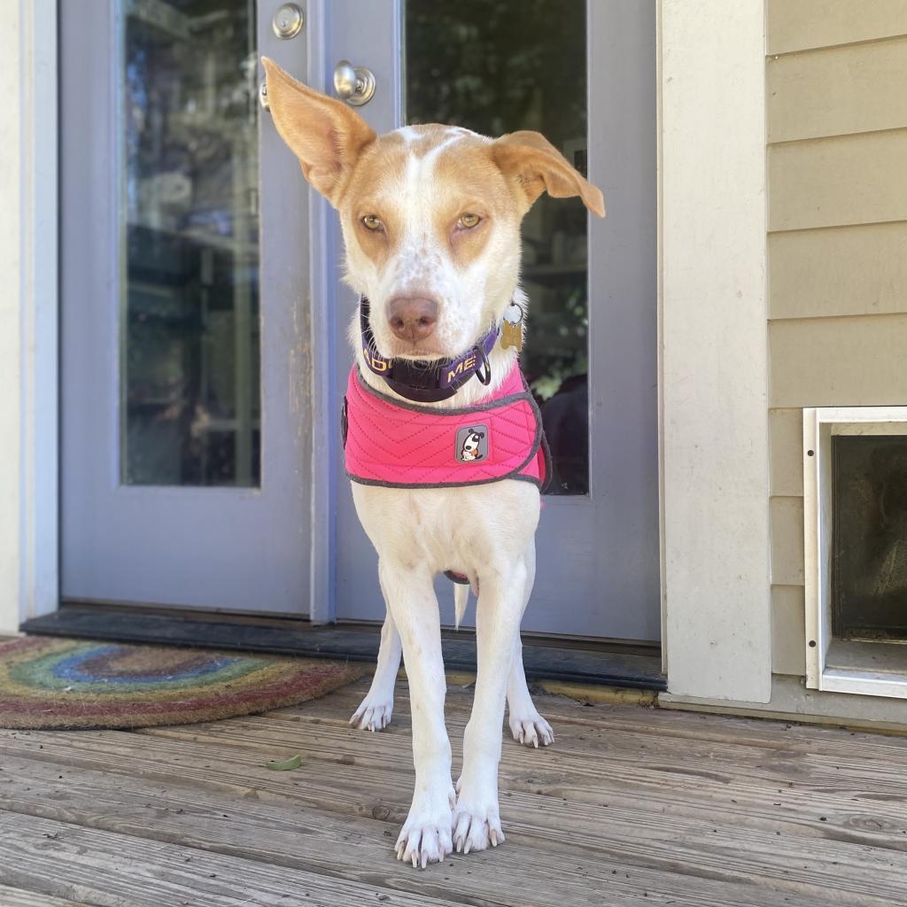 Enlarge Rosie, a Adoptable mixed breed in San Antonio, TX image 4/5