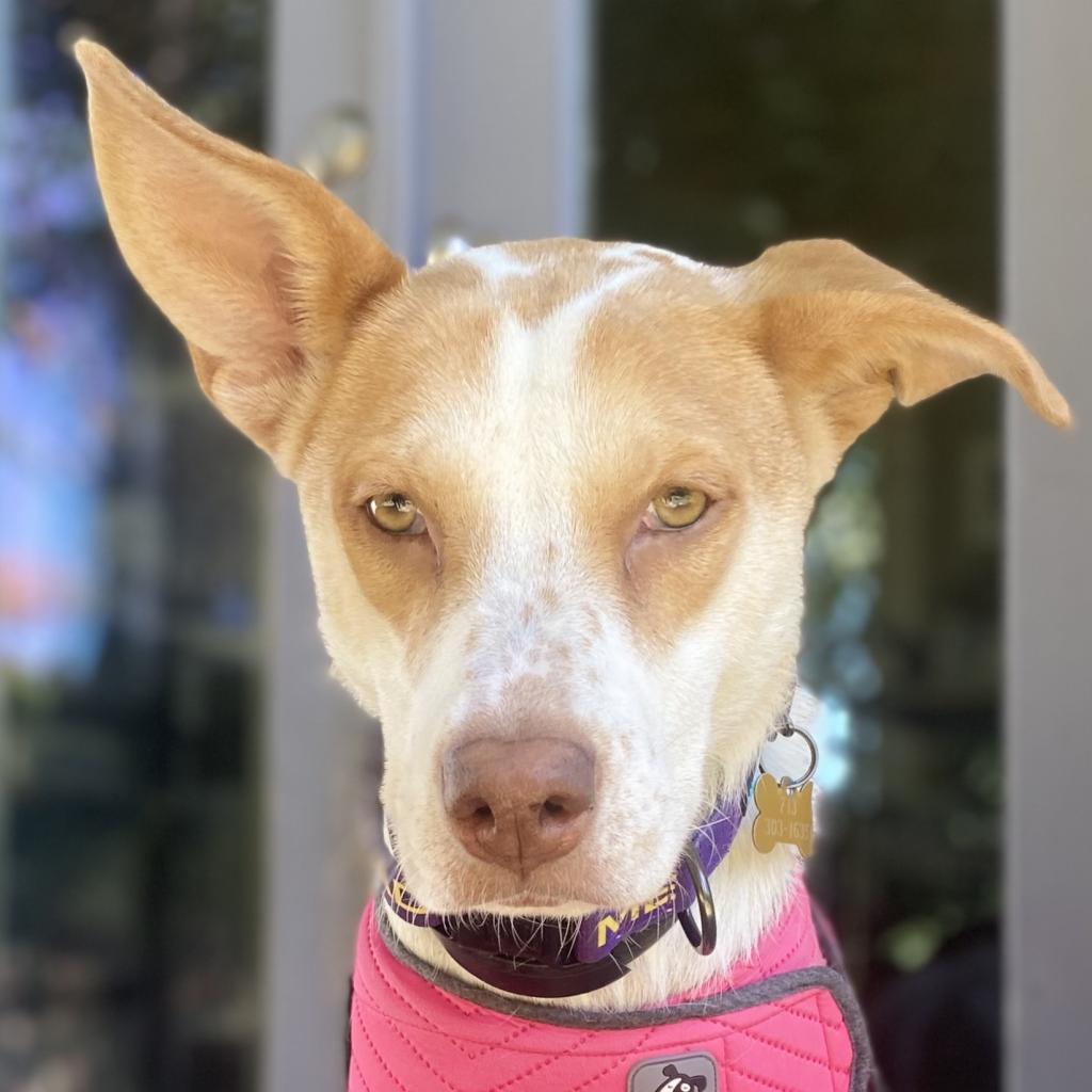 Enlarge Rosie, a Adoptable mixed breed in San Antonio, TX image 5/5