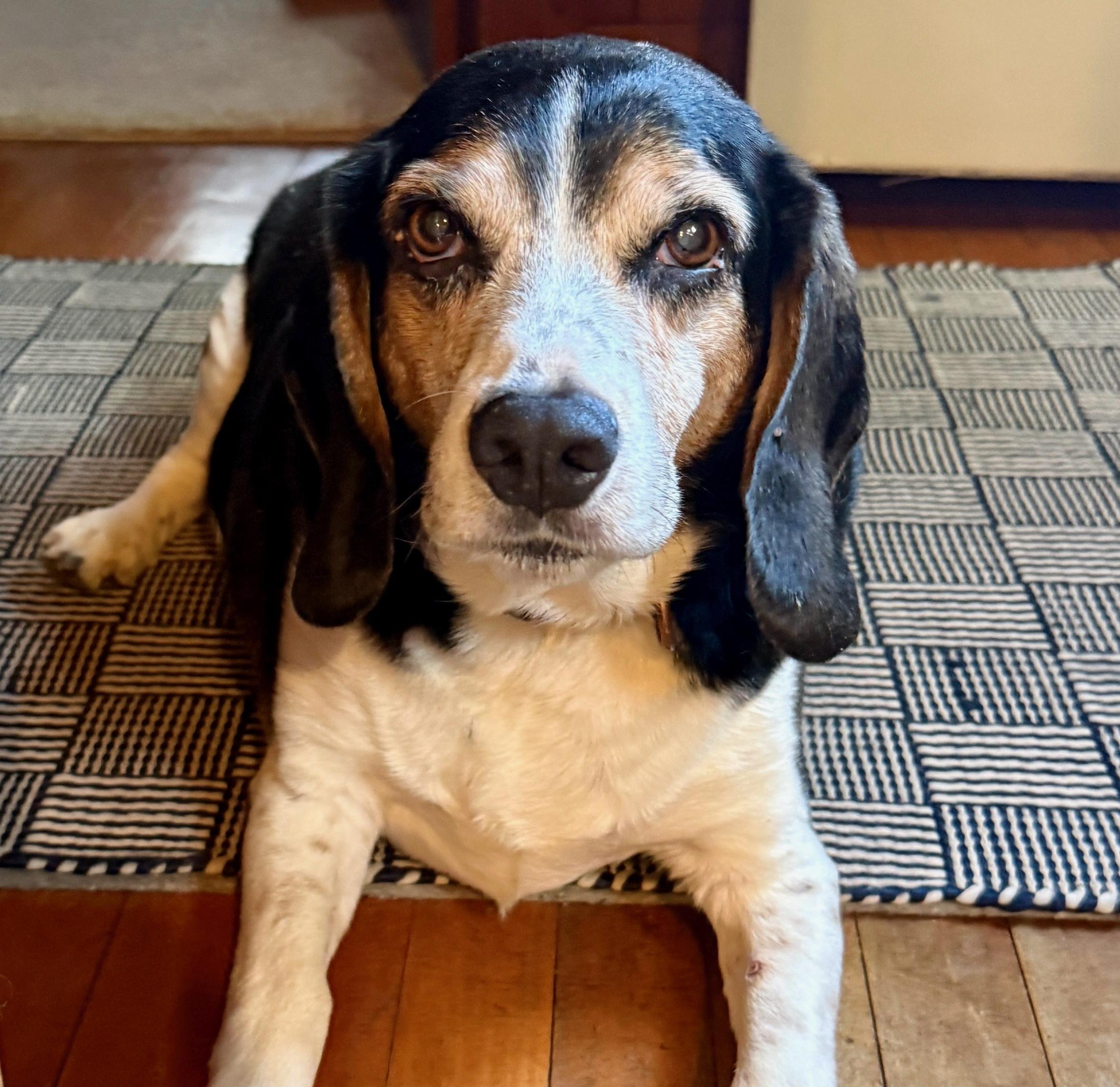 Enlarge Buster, a Adoptable mixed breed in Traverse City, MI image 2/3