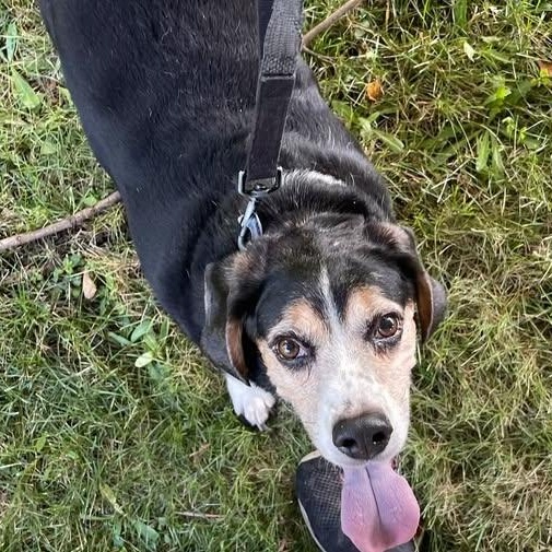 Buster, Adoptable, Senior Male Labrador Retriever & Shepherd.