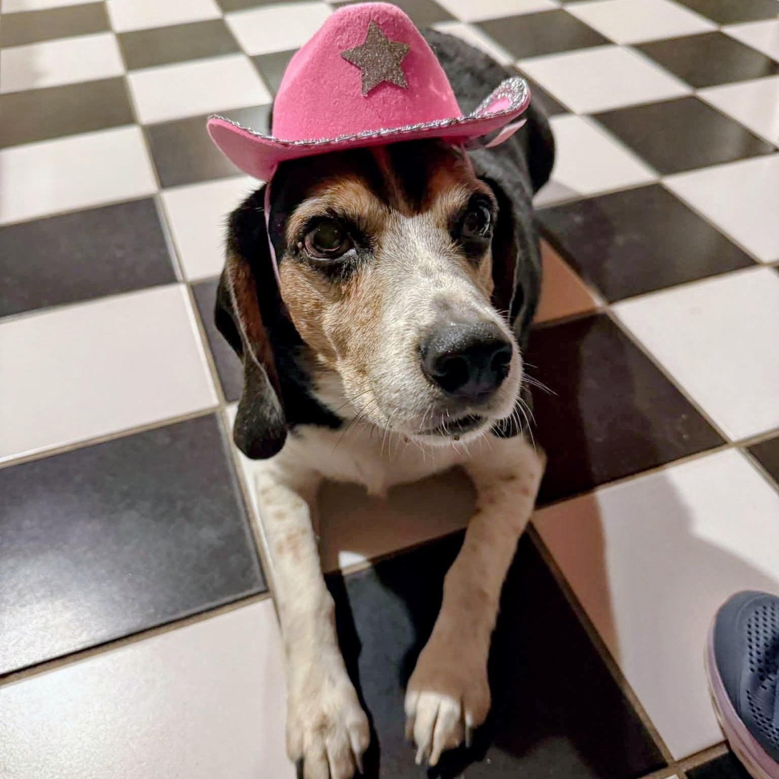 Buster, Adoptable, Senior Male Beagle.