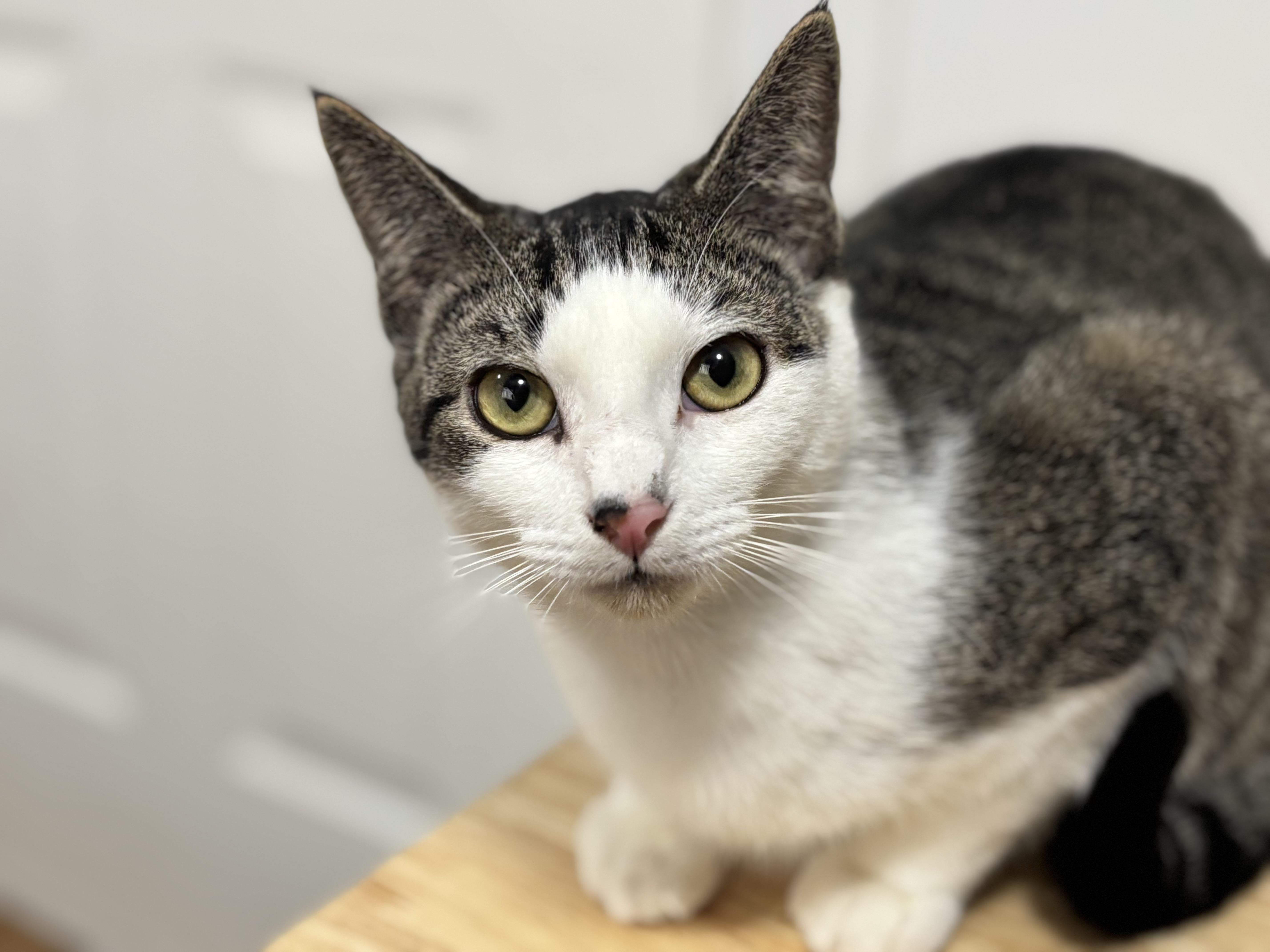 Enlarge Rumor , a Adoptable Domestic Short Hair in Enfield, CT image 1/5