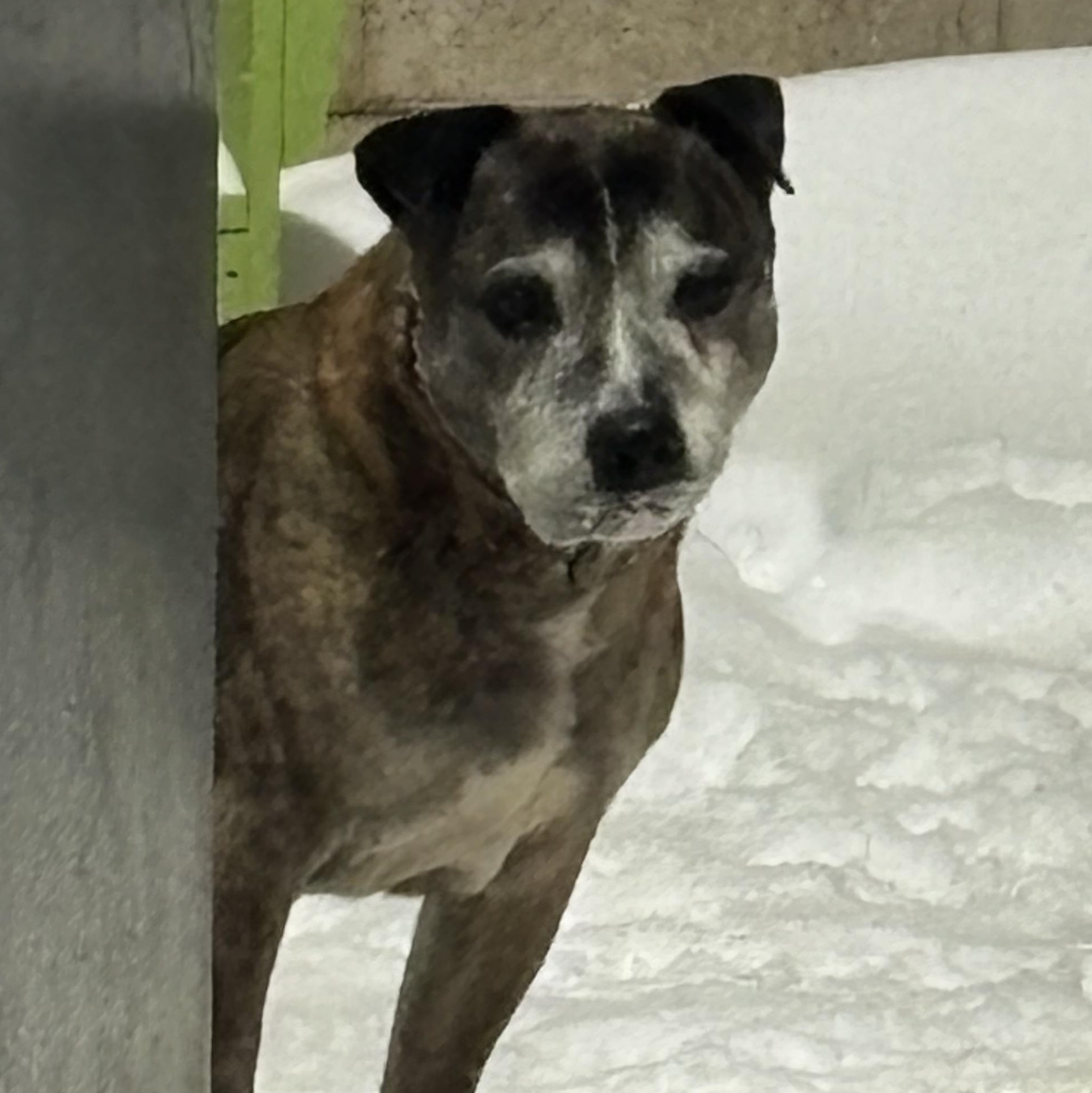 Elliott, ADOPTABLE, Senior Male Mixed Breed.