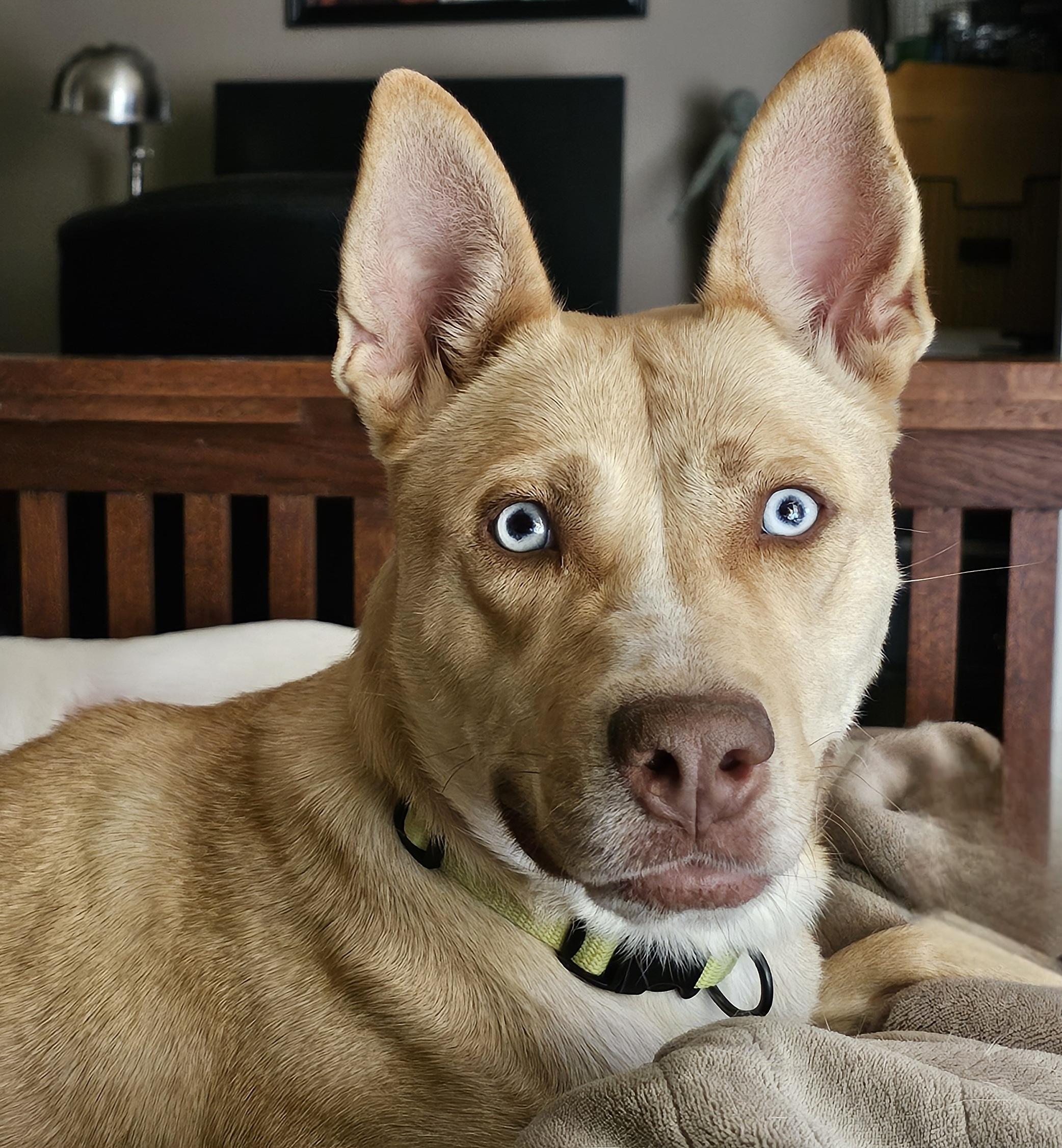 Stella , adopted, Adult Female Husky & Labrador Retriever.