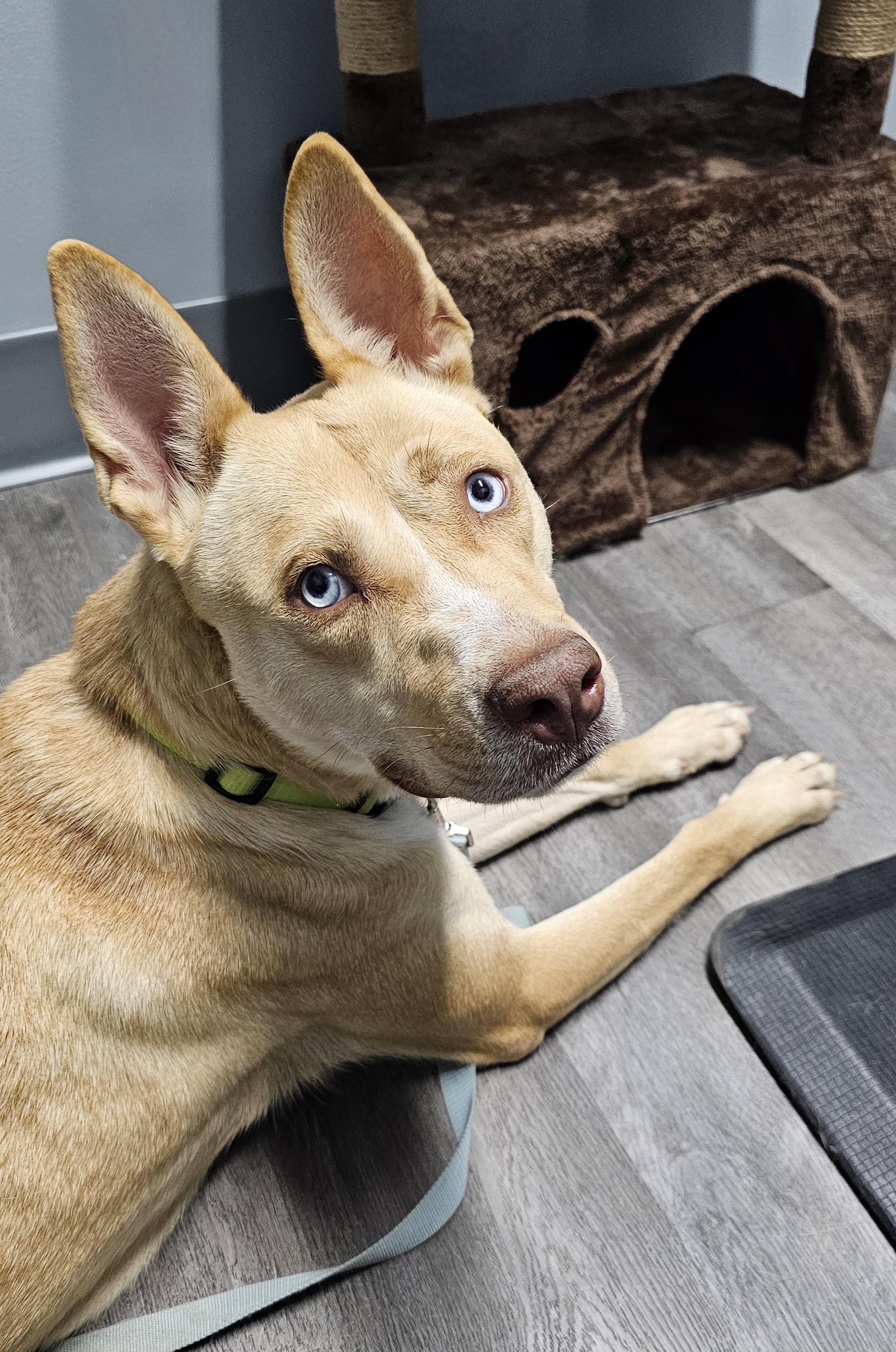 Stella , an adoptable mixed breed in Watertown, CT image 3/6