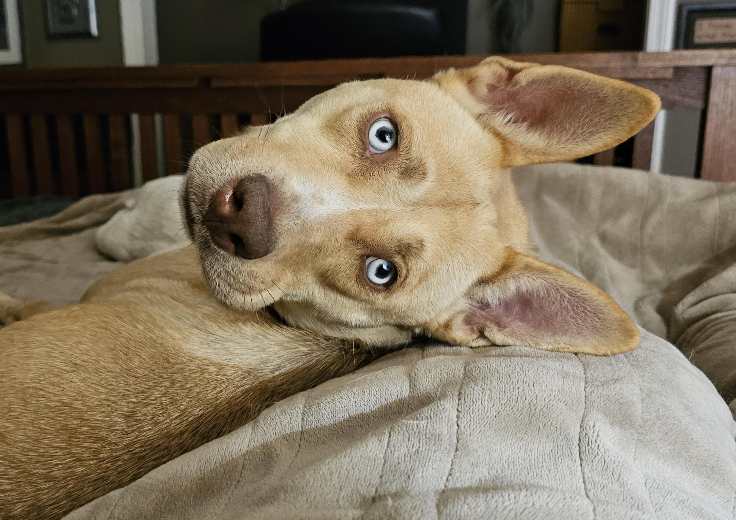 Stella , an adoptable mixed breed in Watertown, CT image 6/6