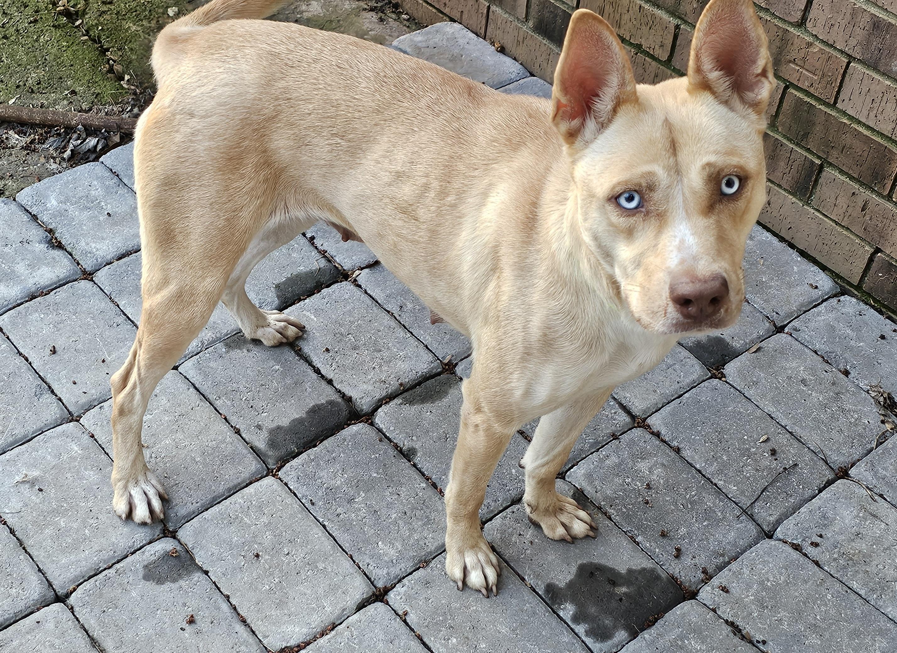Stella , an adoptable mixed breed in Watertown, CT image 4/6