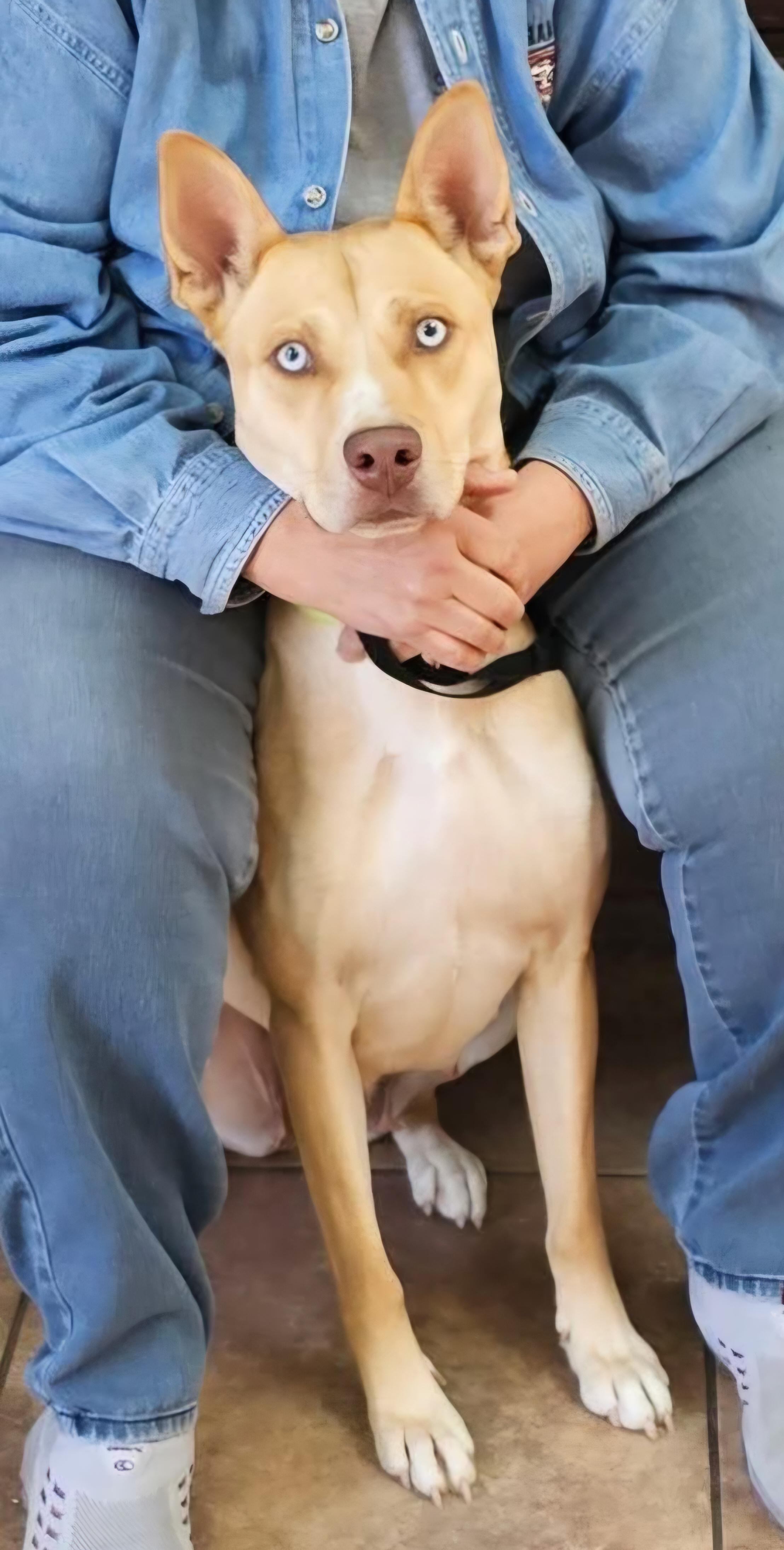 Enlarge Stella , a Adoptable mixed breed in Watertown, CT image 6/6