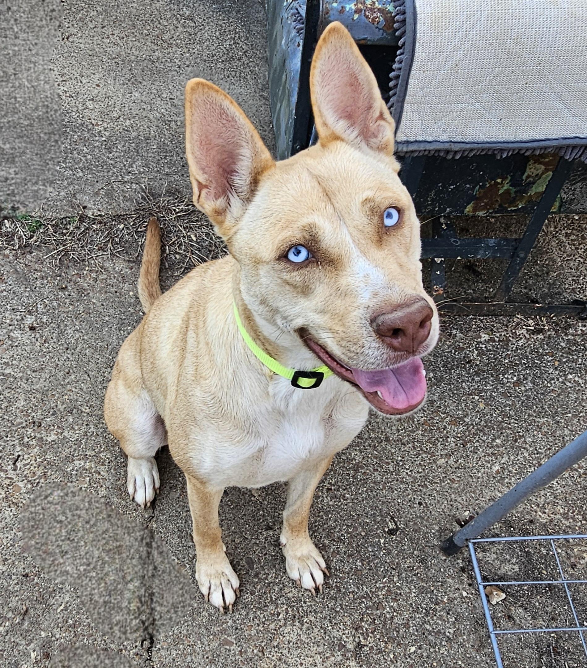 Stella , an adoptable mixed breed in Watertown, CT image 5/6