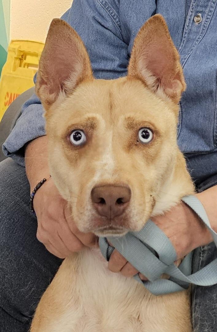 Stella , an adoptable mixed breed in Watertown, CT image 2/6