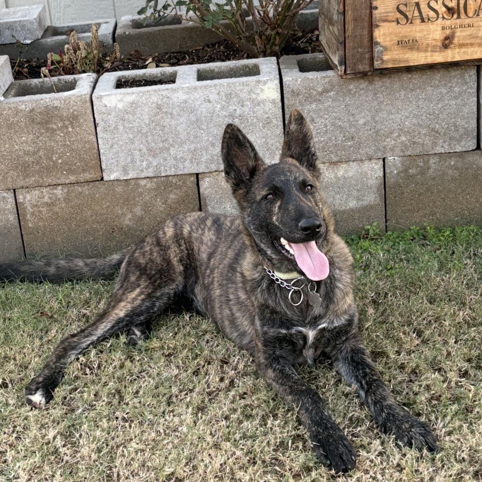 Storm, adopted, Puppy Male Dutch Shepherd.
