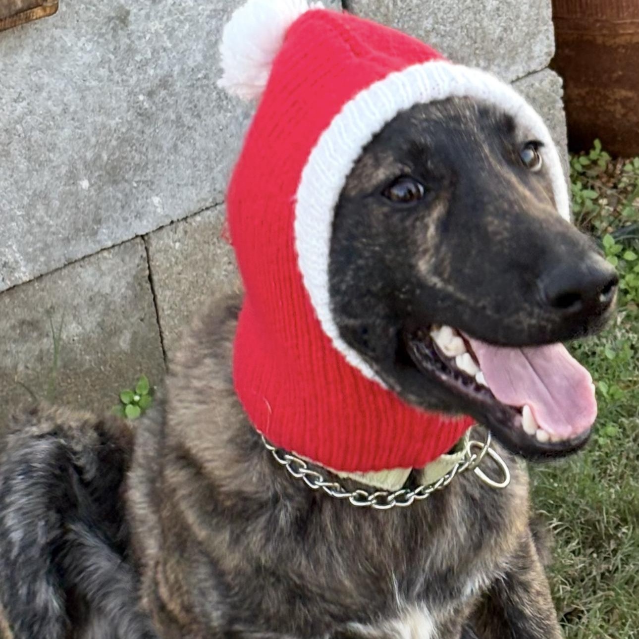 Storm, an adopted Dutch Shepherd in Derry, NH image 4/4