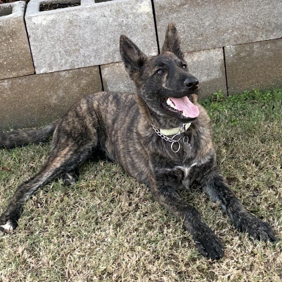 Storm, an adopted Dutch Shepherd in Derry, NH image 3/4