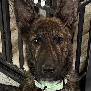 Storm, an adopted Dutch Shepherd in Derry, NH image 2/4