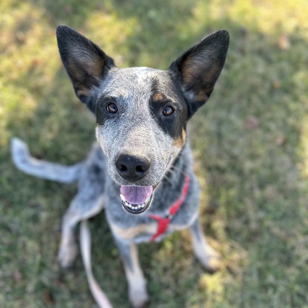 Ande, Adoptable, Young Male Australian Cattle Dog / Blue Heeler & Mixed Breed.