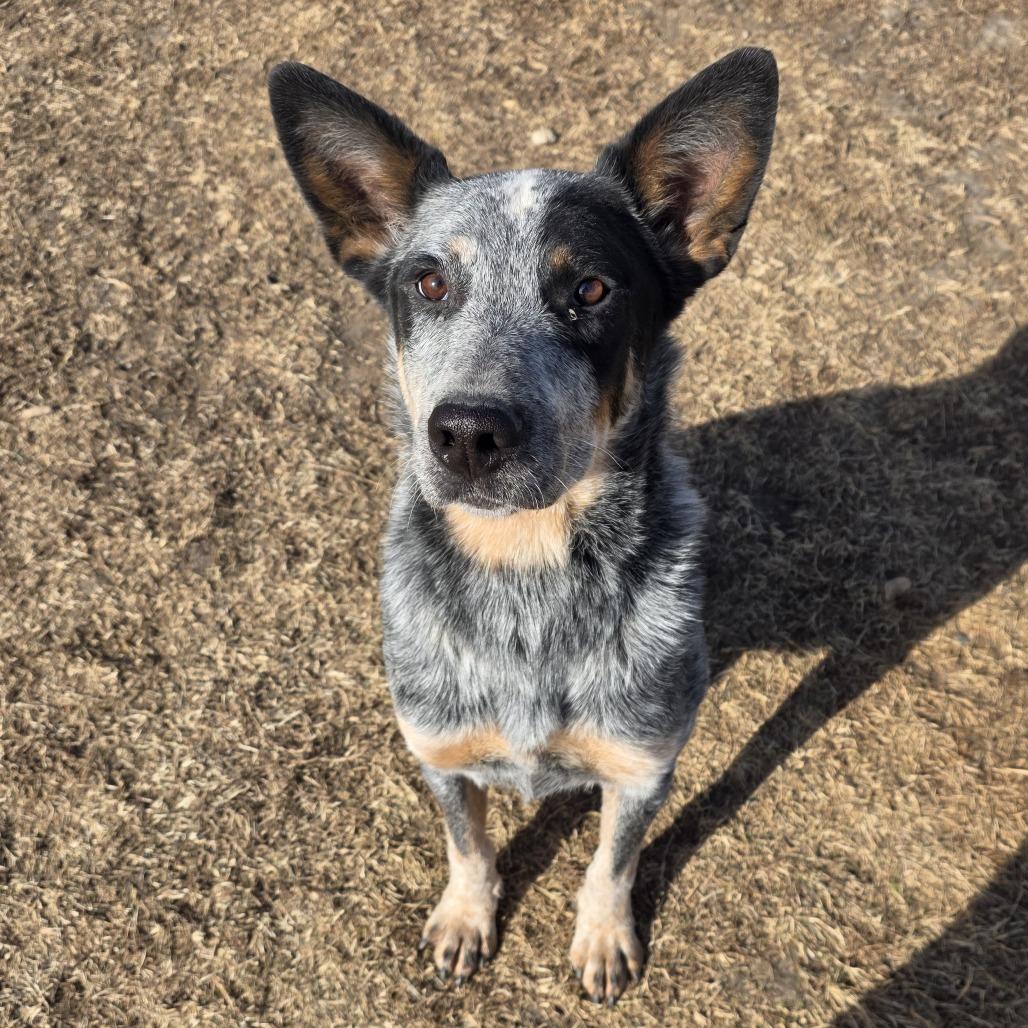 Ande, a Adoptable mixed breed in Chariton, IA image 2/4