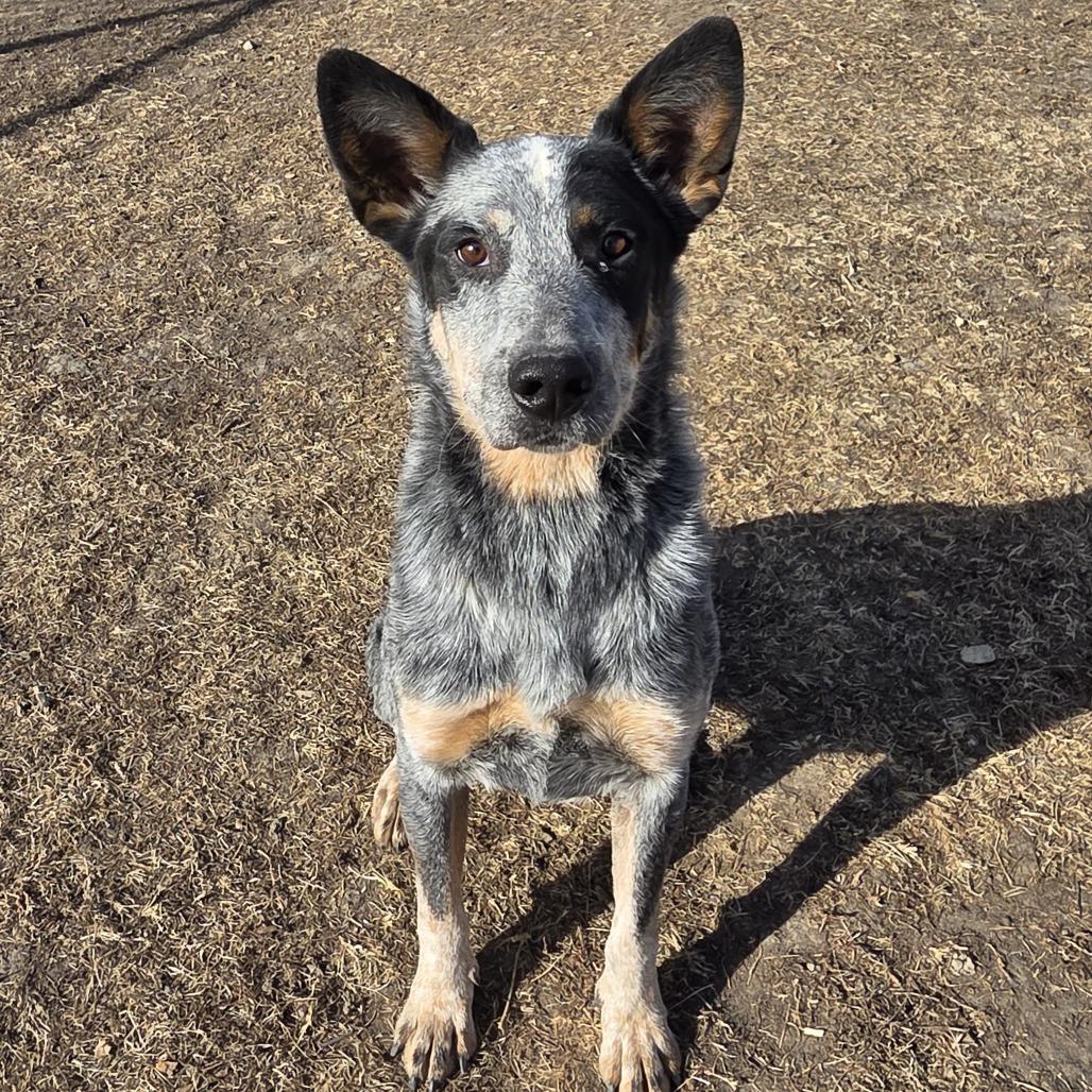 Ande, a Adoptable mixed breed in Chariton, IA image 4/4