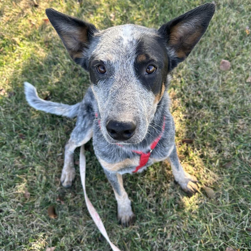Ande, a Adoptable mixed breed in Chariton, IA image 5/5