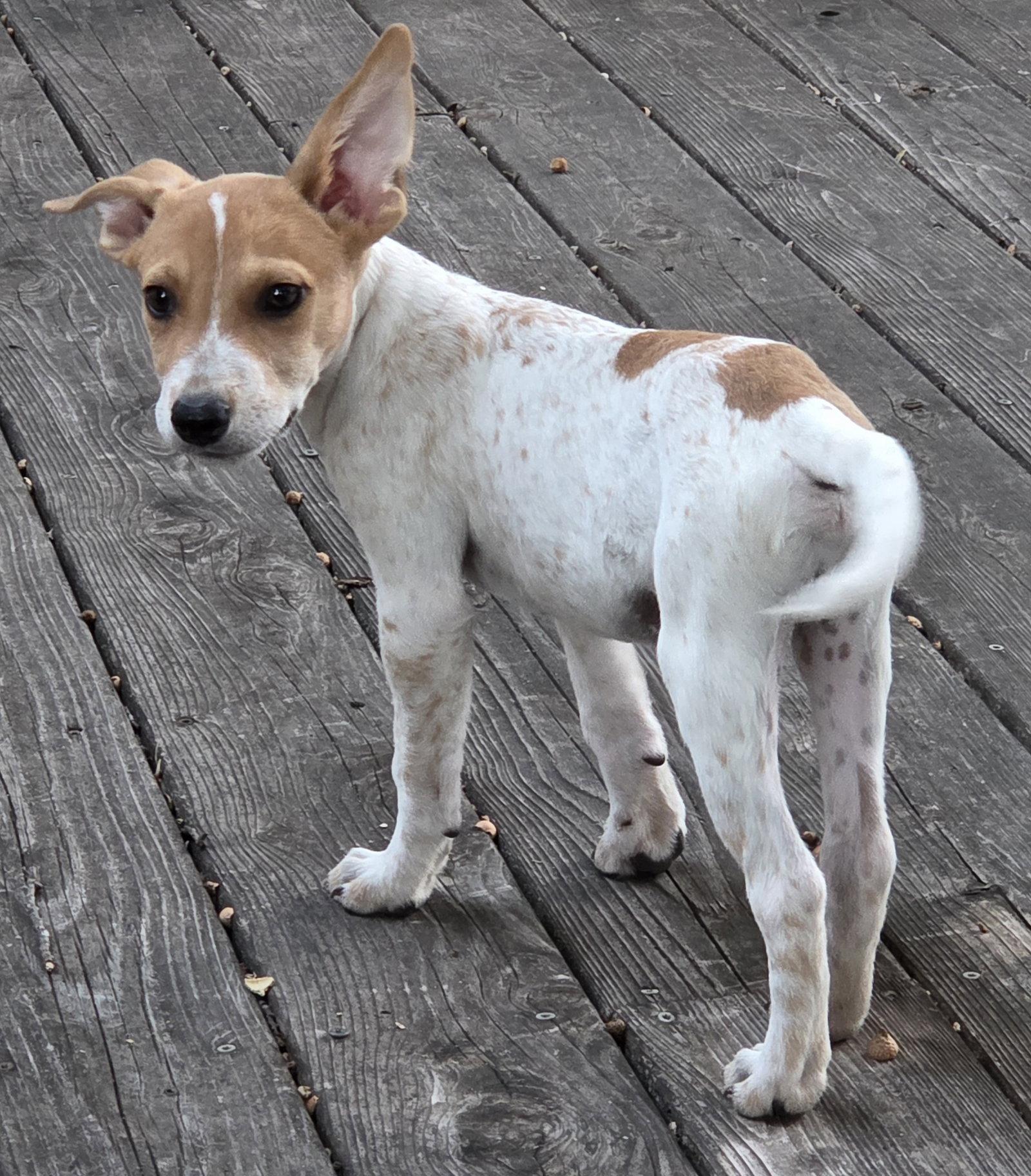 Vermillion, Adopted, Puppy Male Australian Cattle Dog / Blue Heeler.