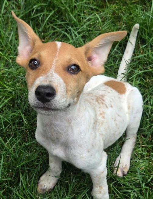 Enlarge Vermillion, a Adopted Australian Cattle Dog / Blue Heeler in Brooklyn Center, MN image 2/3