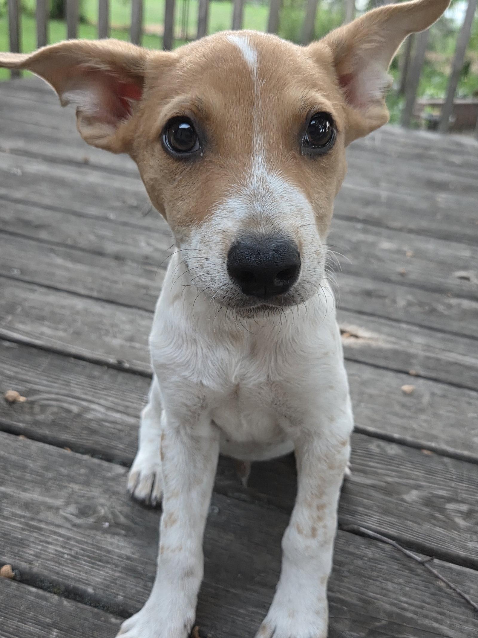Enlarge Vermillion, a Adopted Australian Cattle Dog / Blue Heeler in Brooklyn Center, MN image 3/3