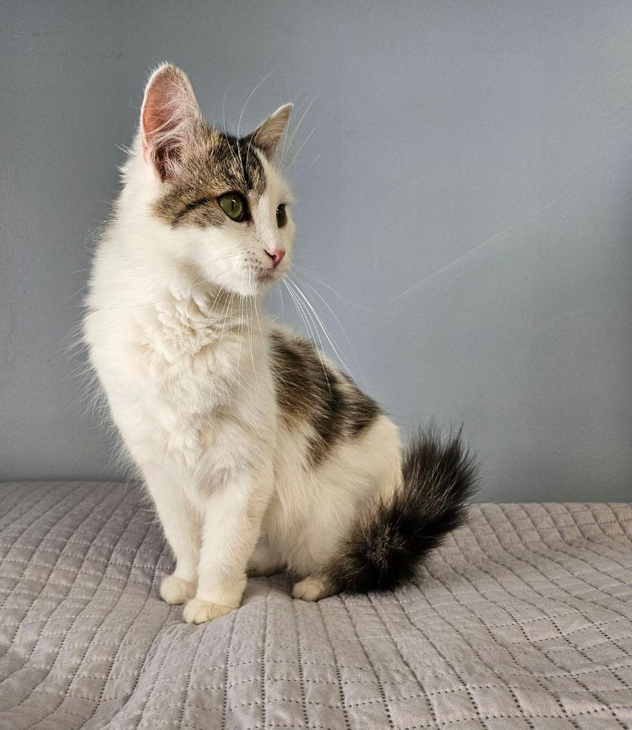 Fat Cat, a Adoptable Domestic Medium Hair in Lovingston, VA image 1/3