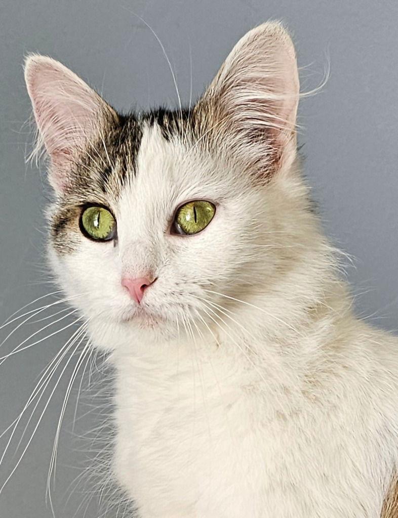 Fat Cat, a Adoptable Domestic Medium Hair in Lovingston, VA image 2/3