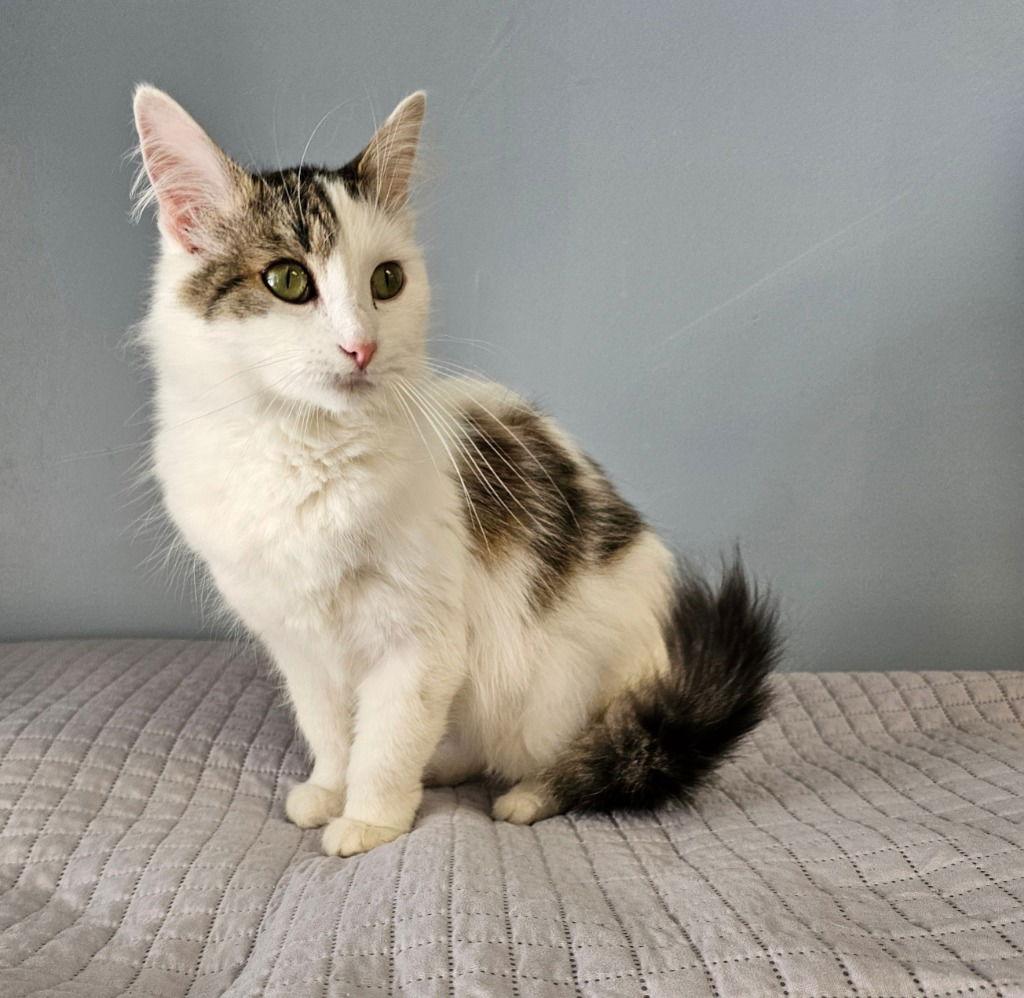 Fat Cat, a Adoptable Domestic Medium Hair in Lovingston, VA image 3/3