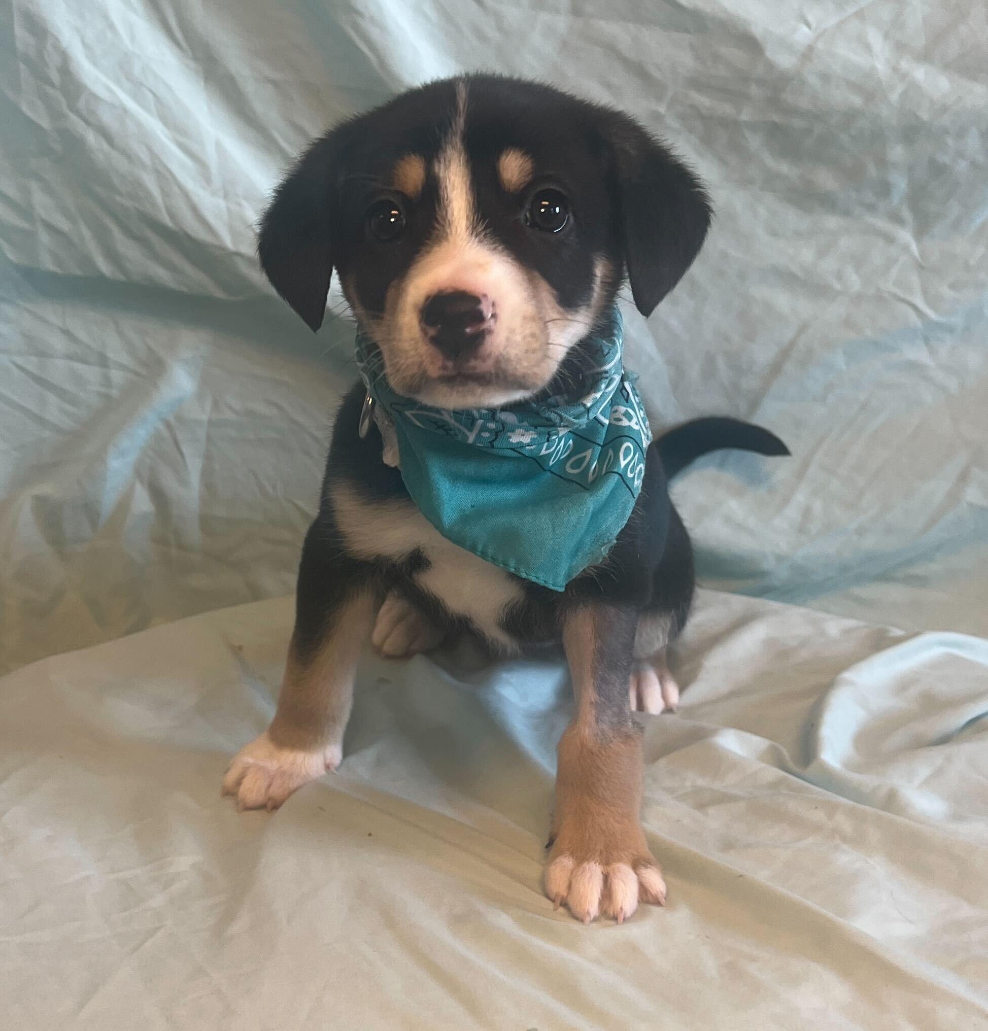 Lapras, Adoptable, Puppy Female Mixed Breed.