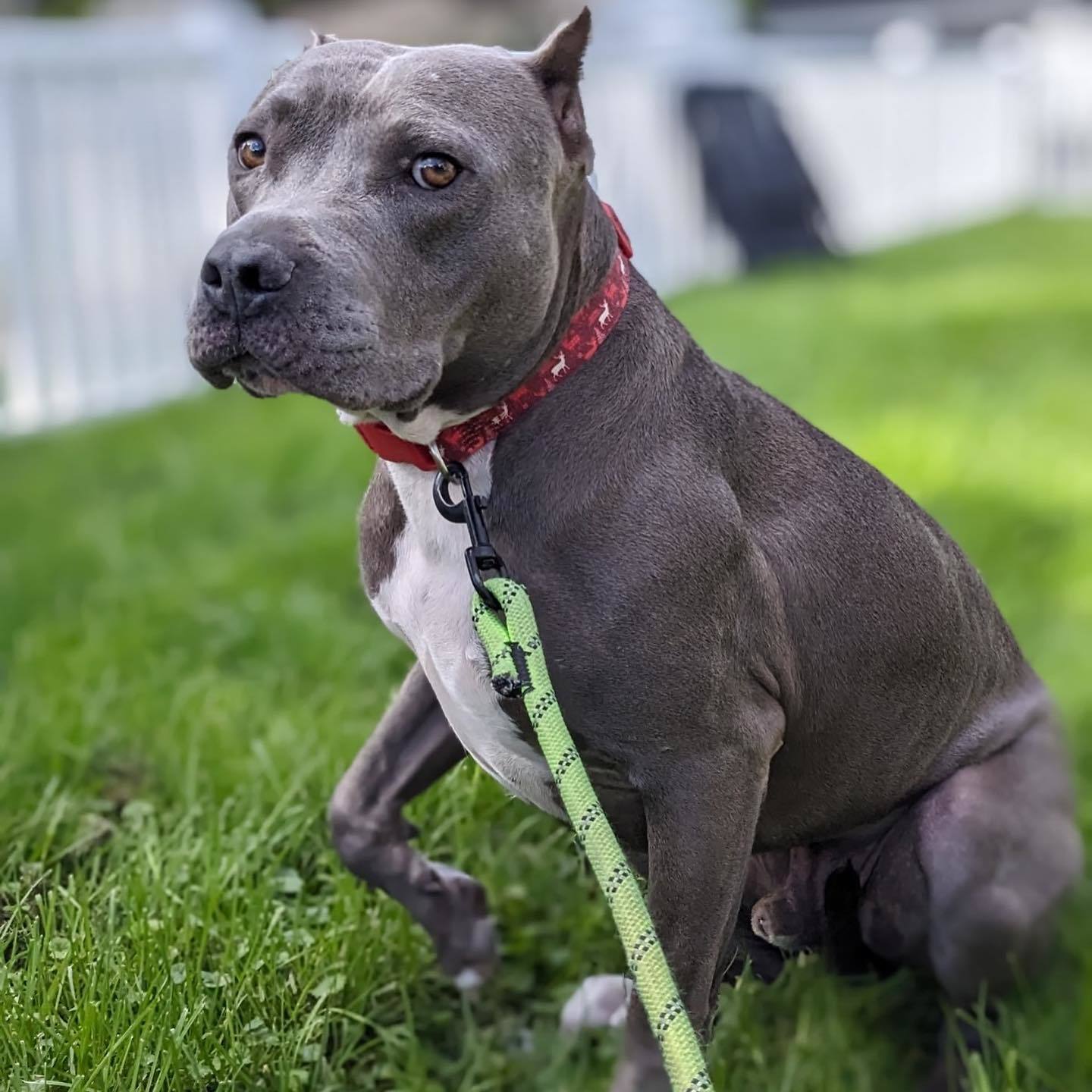 Nipsey, Adoptable, Young Male American Staffordshire Terrier.
