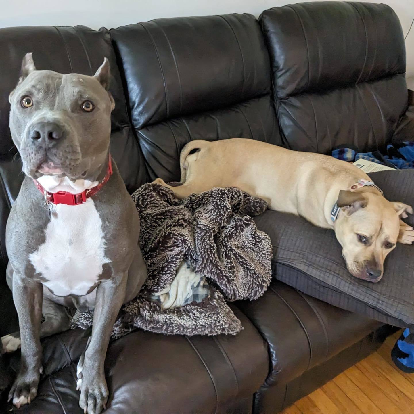 Nipsey, a Adoptable mixed breed in Detroit, MI image 2/4