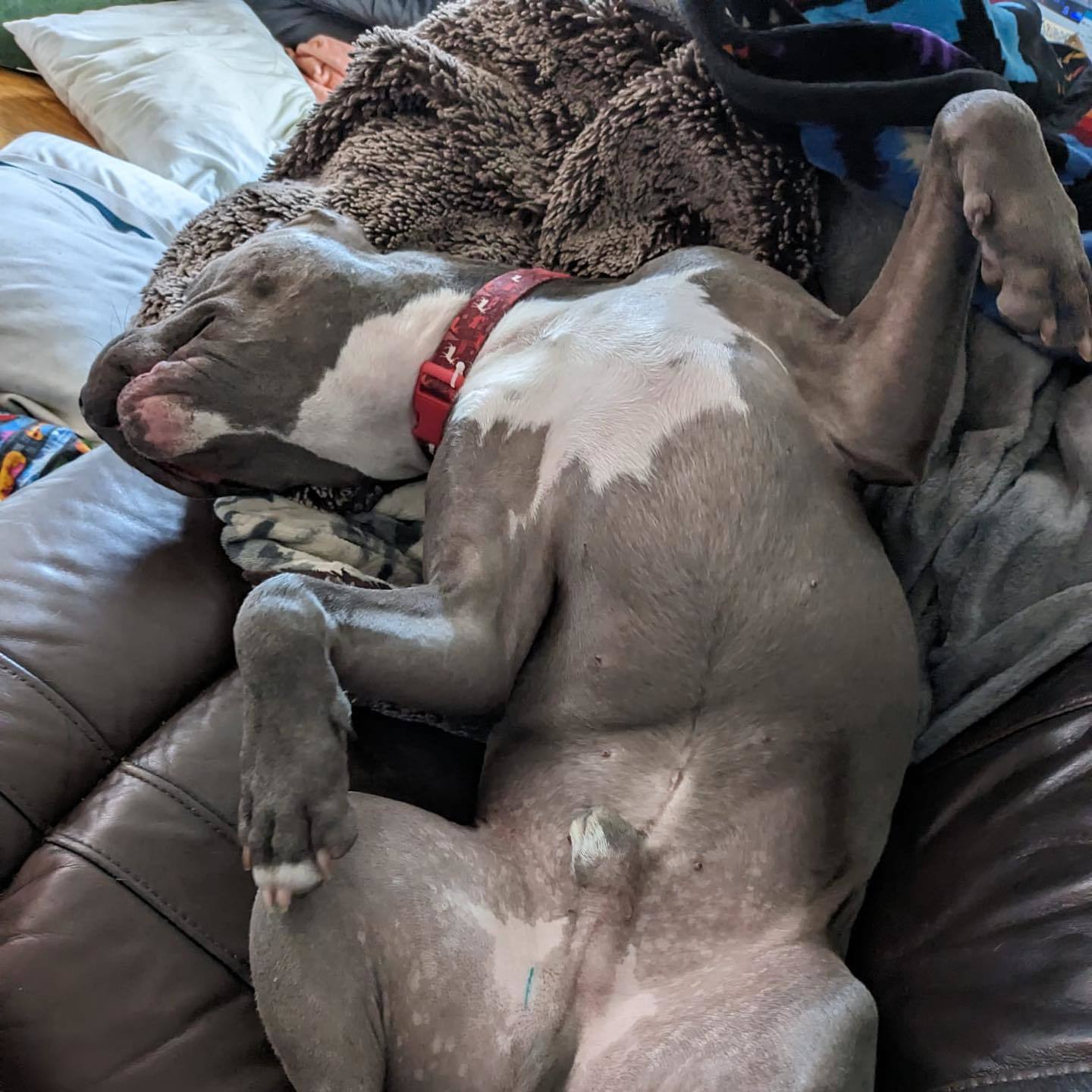 Nipsey, a Adoptable mixed breed in Detroit, MI image 3/4