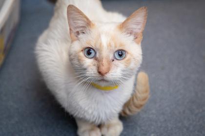 Milo, Adoptable, Young Male Domestic Short Hair & Domestic Short Hair.