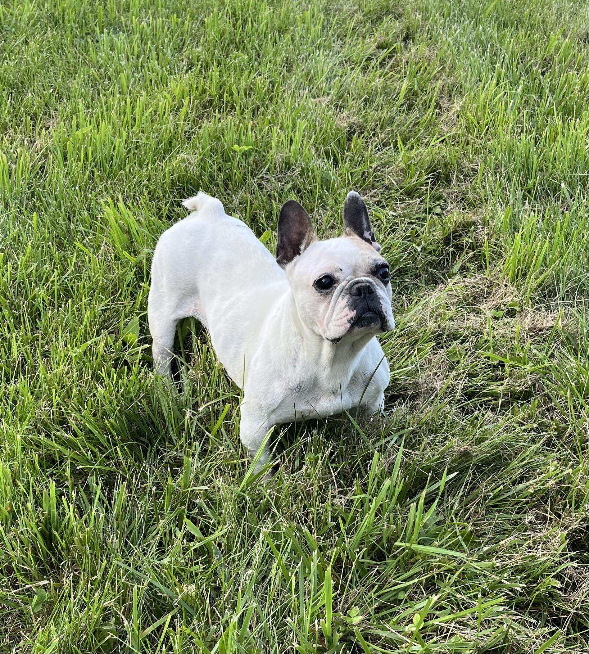 Enlarge Audrey, a Adoptable French Bulldog in Athens, OH image 1/3