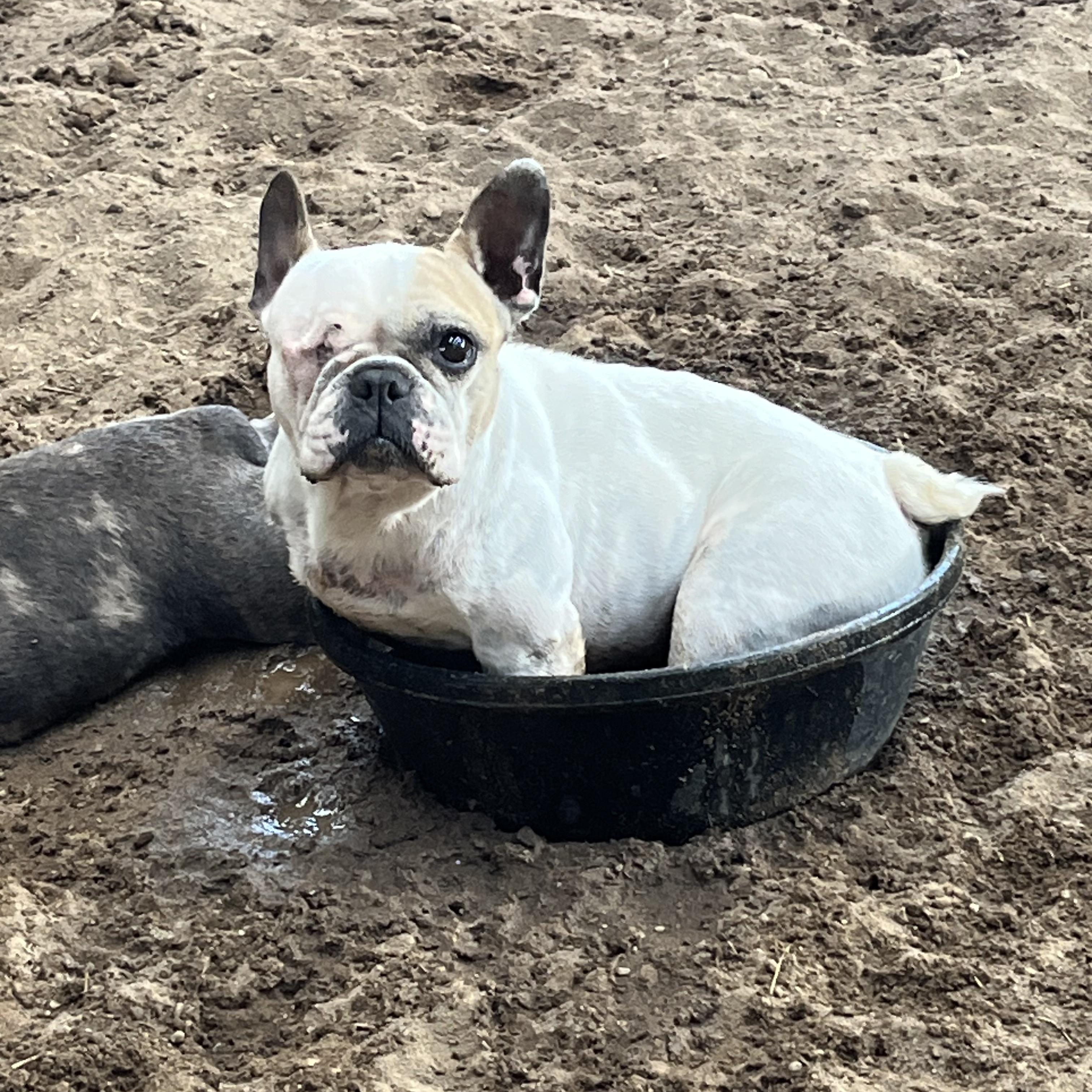 Enlarge Audrey, a Adoptable French Bulldog in Athens, OH image 2/3