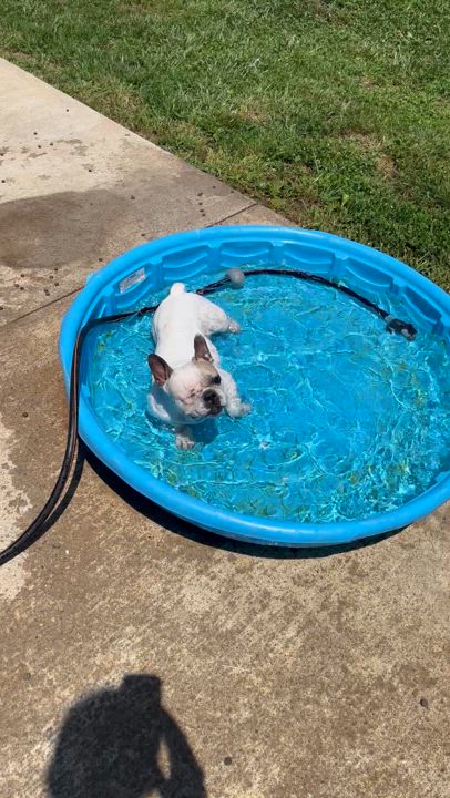 Enlarge Audrey, a Adoptable French Bulldog in Athens, OH video 3/3