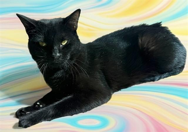 TWYLA, Adoptable, Young Female Domestic Short Hair.