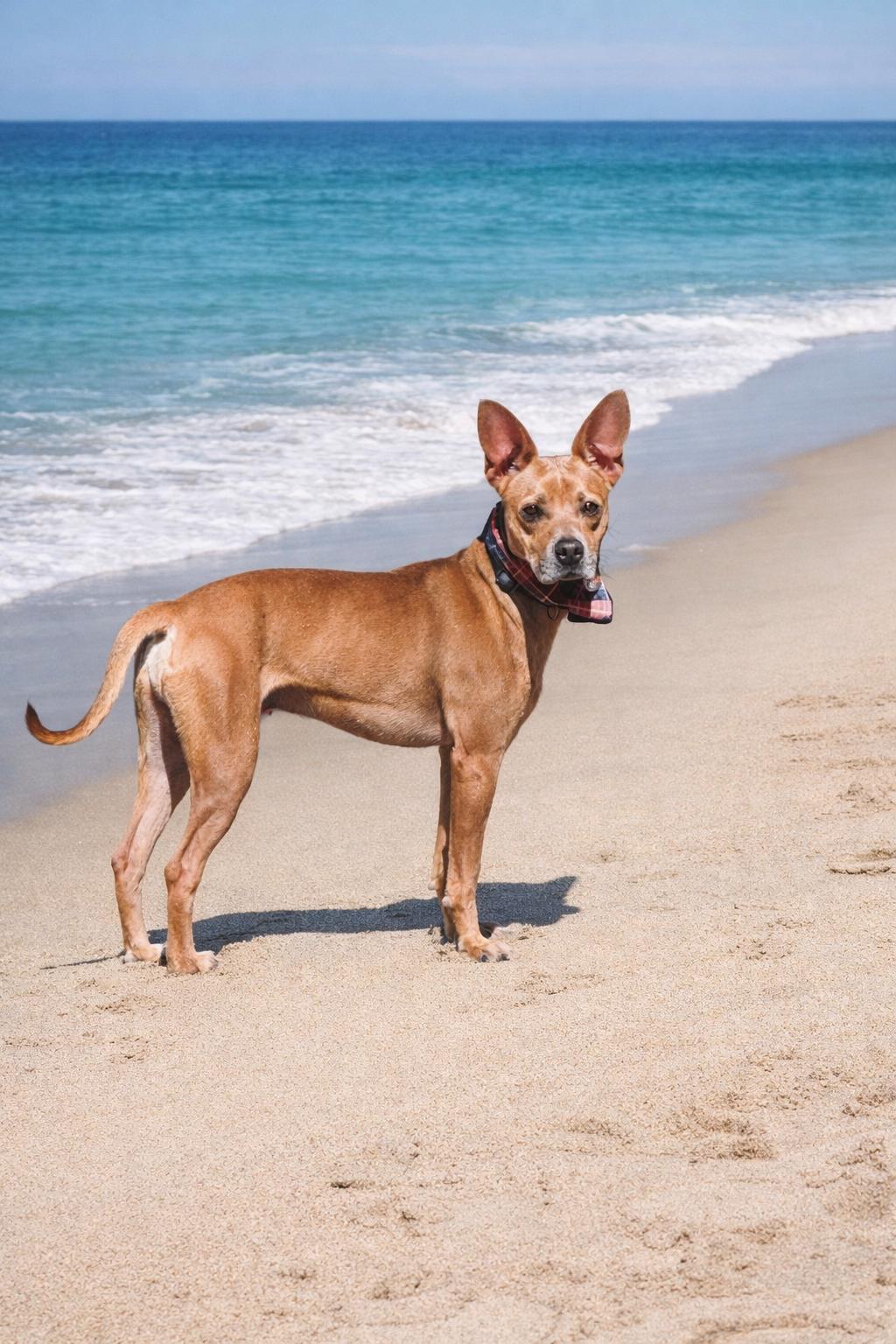 Enlarge TAG, a ADOPTABLE mixed breed in Nahunta, GA image 1/6