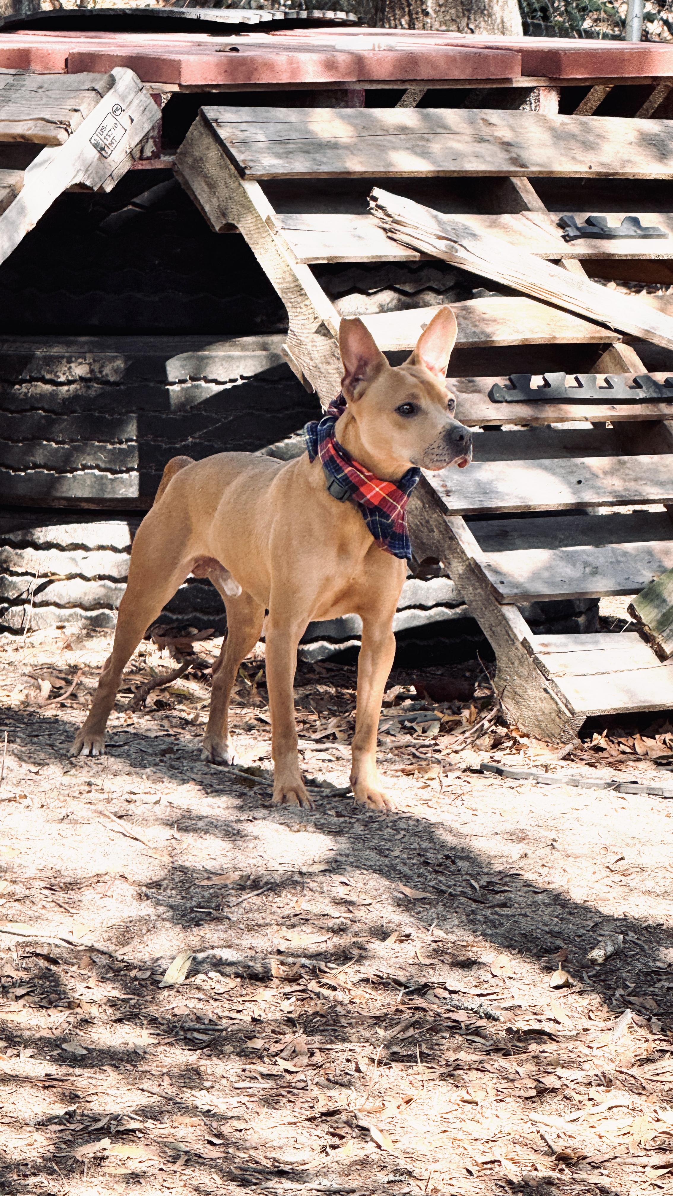 Enlarge TAG, a ADOPTABLE mixed breed in Nahunta, GA image 3/6