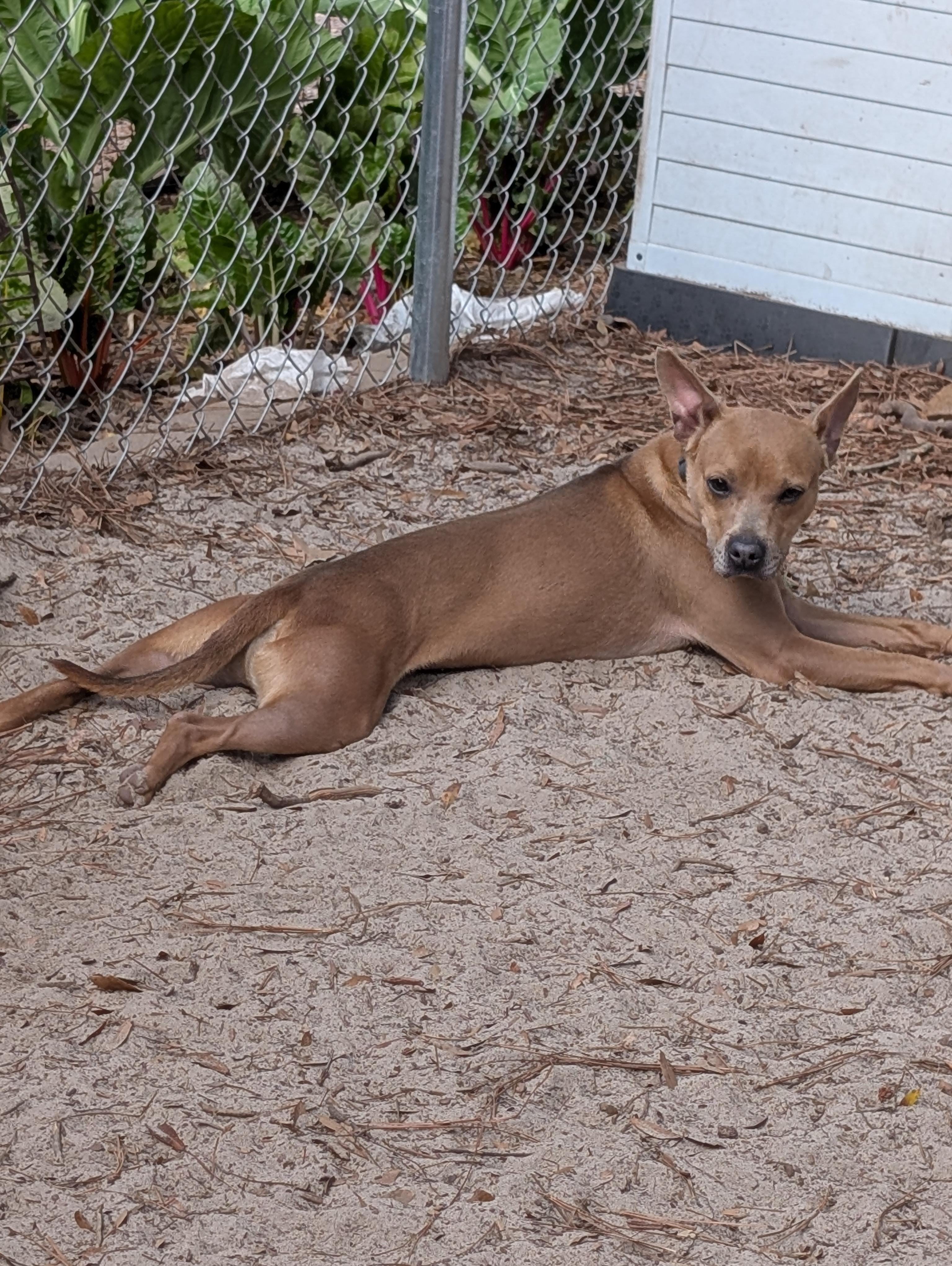 Enlarge TAG, a ADOPTABLE mixed breed in Nahunta, GA image 6/6