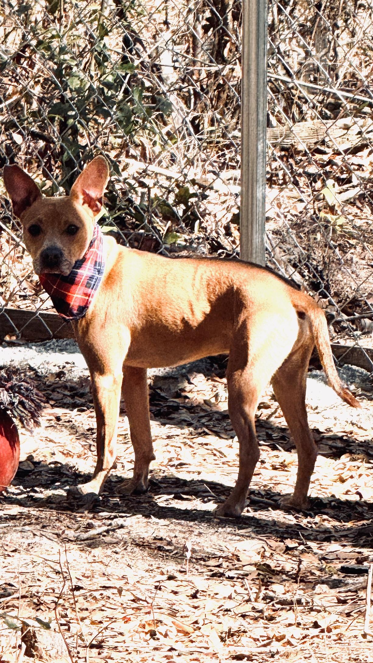Enlarge TAG, a ADOPTABLE mixed breed in Nahunta, GA image 5/6